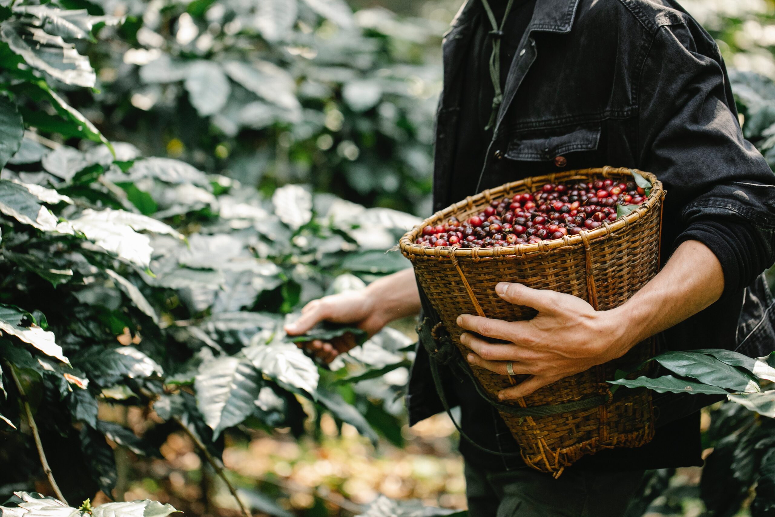 farmer is picking arabica coffee berries by hand