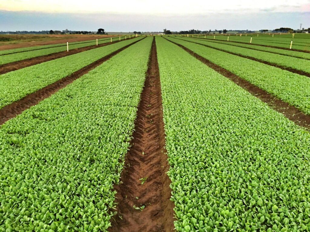 Field of crops