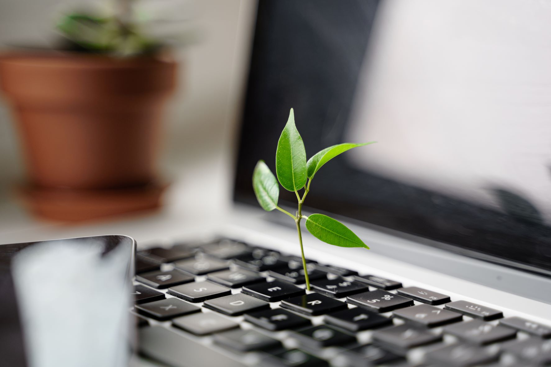 Plant growing out of a keyboard