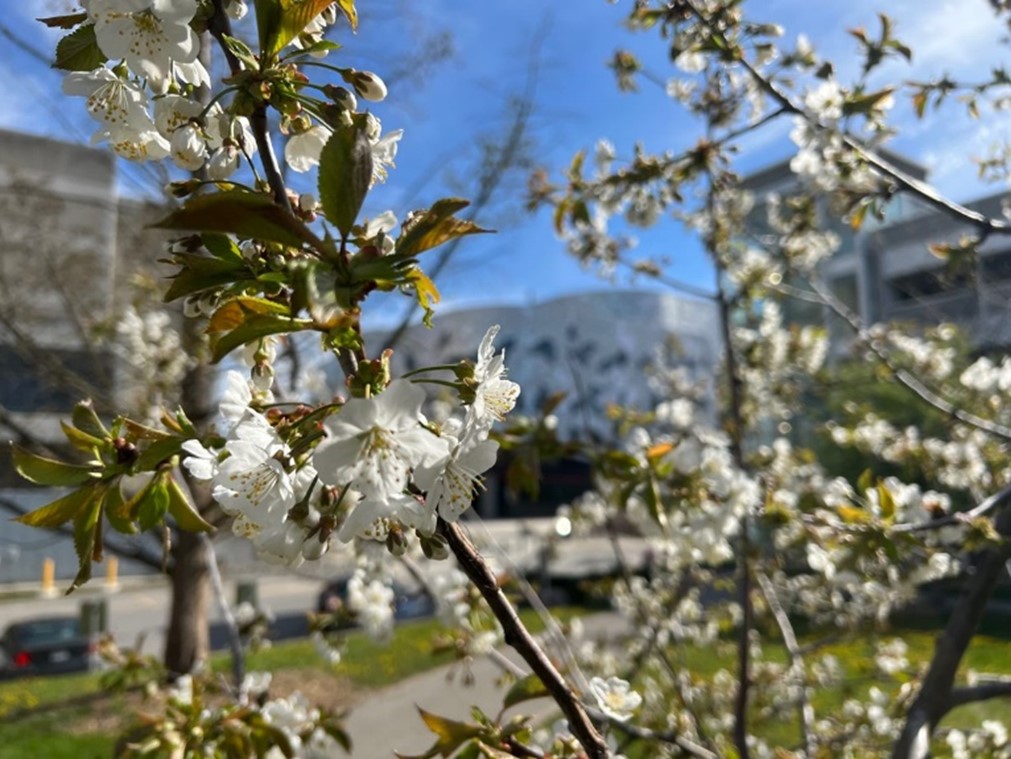 Flower bloom Bergeron Centre in the background