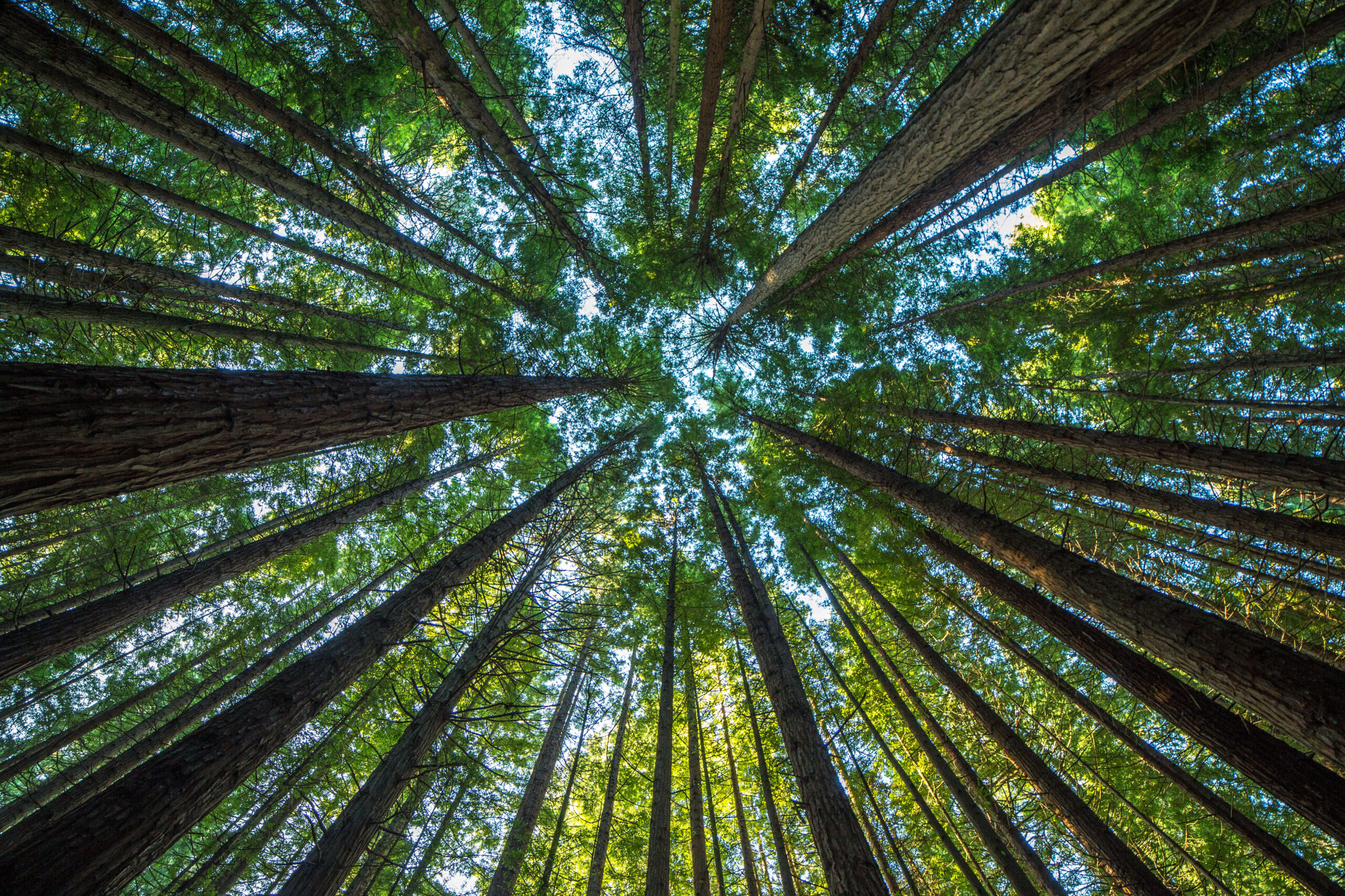 worms eye-view of a forest on a sunny day