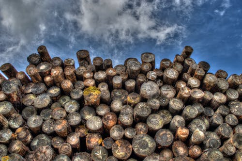 stacks of logs